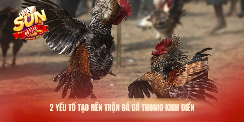 2 yếu tố tạo nên trận đá gà Thomo kinh điển
